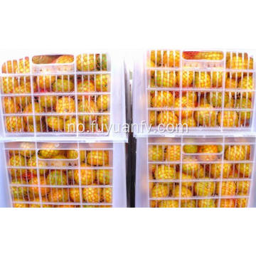 Friske baby mandarin appelsiner hotsale